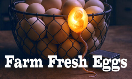 Farm Fresh Eggs