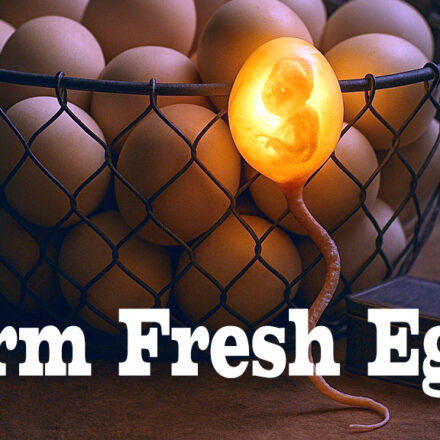 Farm Fresh Eggs