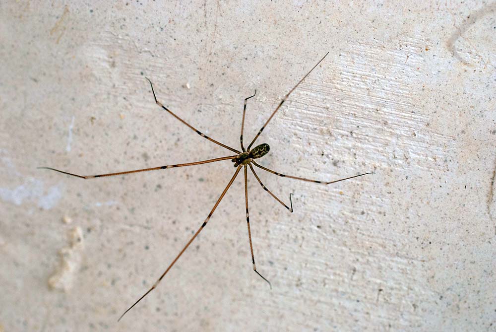 Spider