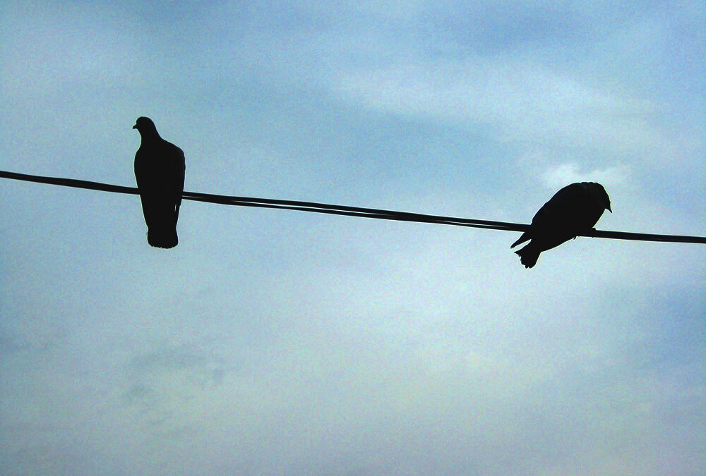 Birds on a Wire