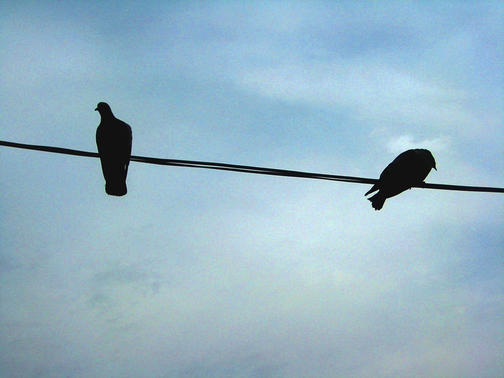 Birds on a Wire