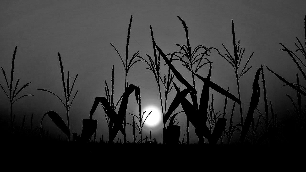 cornfield