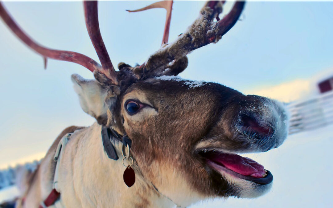 It Never Snows In Kramptown Kove