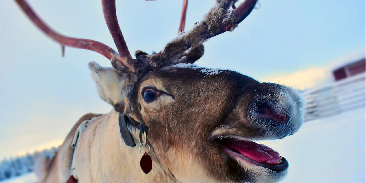 It Never Snows In Kramptown Kove