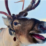 It Never Snows In Kramptown Kove